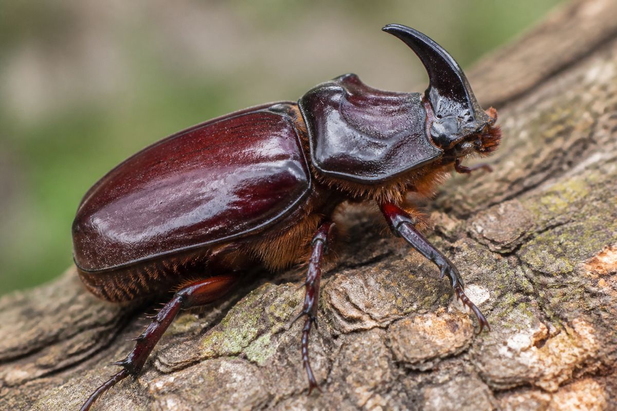 Exploring the Exoskeleton: Chitin, Molting, and Defense