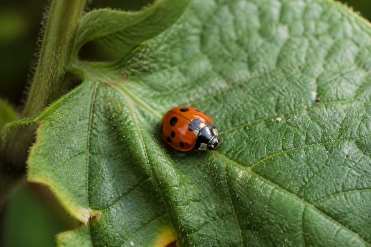 How Agricultural Practices Shape Insect Habitats in Farmlands