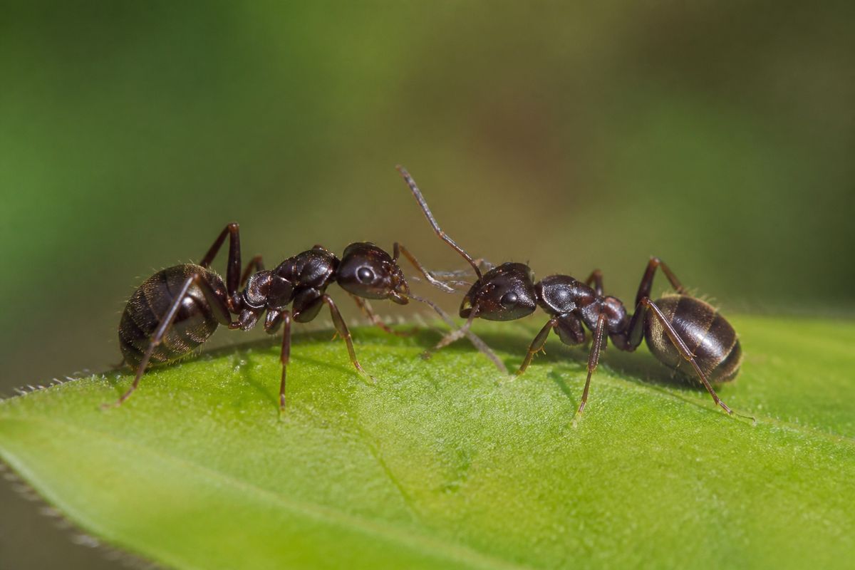 How Ants Communicate: Physiology Behind Pheromones