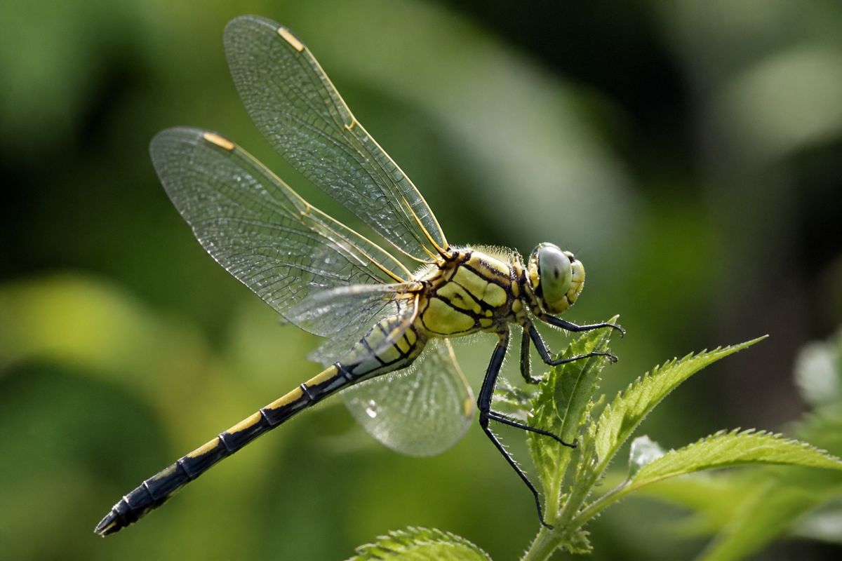 How Bug Wings Work: The Click-Hinge Behind Every Beat