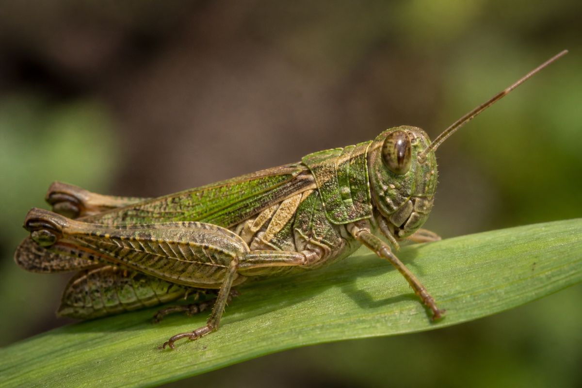 How Do Locusts Contribute to the Ecosystem? Frass, Prey, Soil