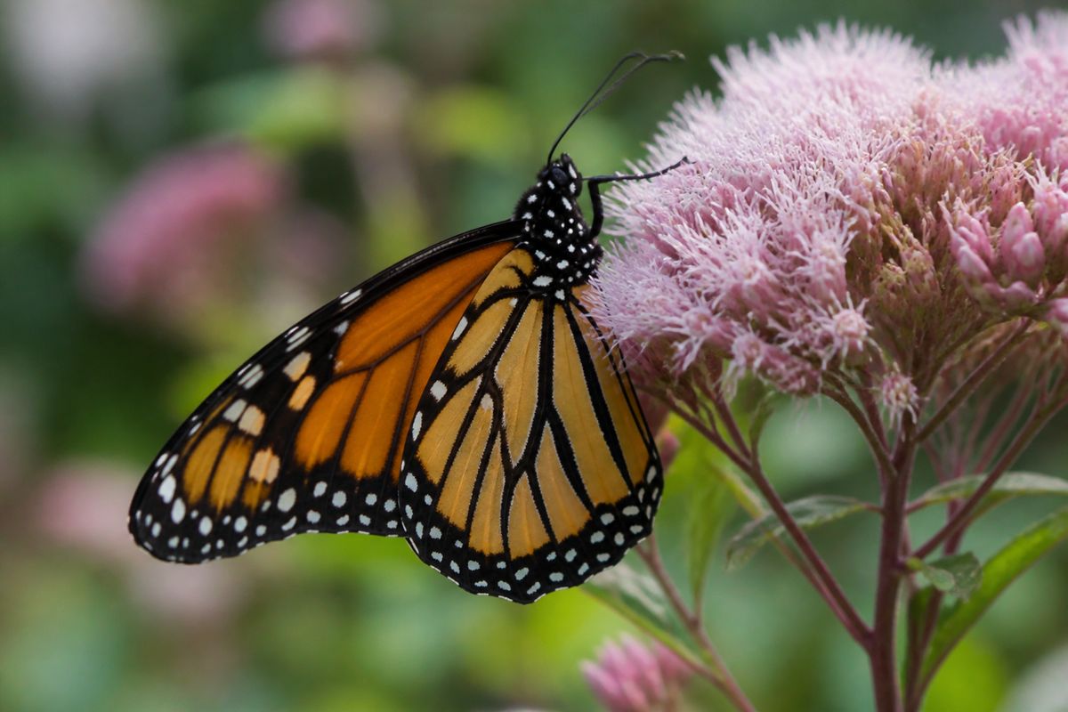 How Do Monarch Butterflies Contribute to the Ecosystem?