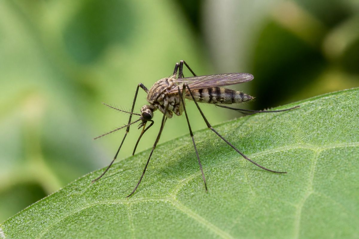 How Do Mosquitoes Contribute to the Ecosystem?