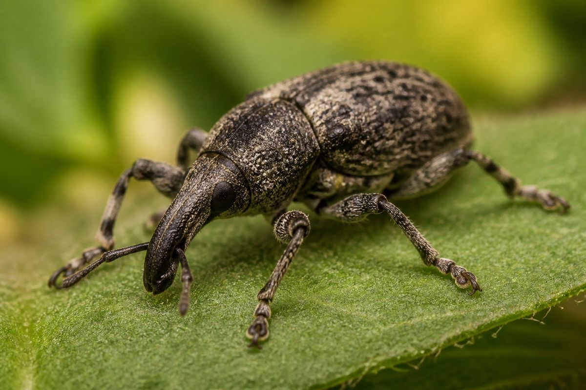 How Genetic Mutations Drive Insect Evolution