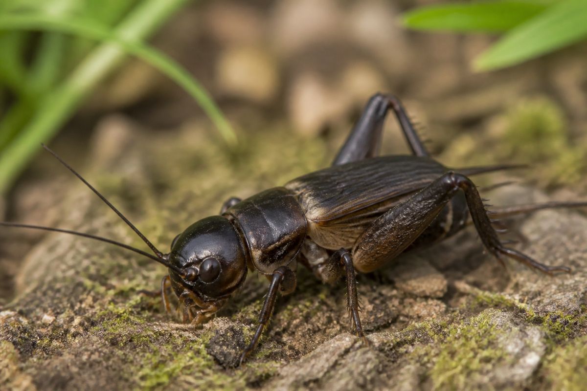 How to Attract Crickets to Your Garden Naturally