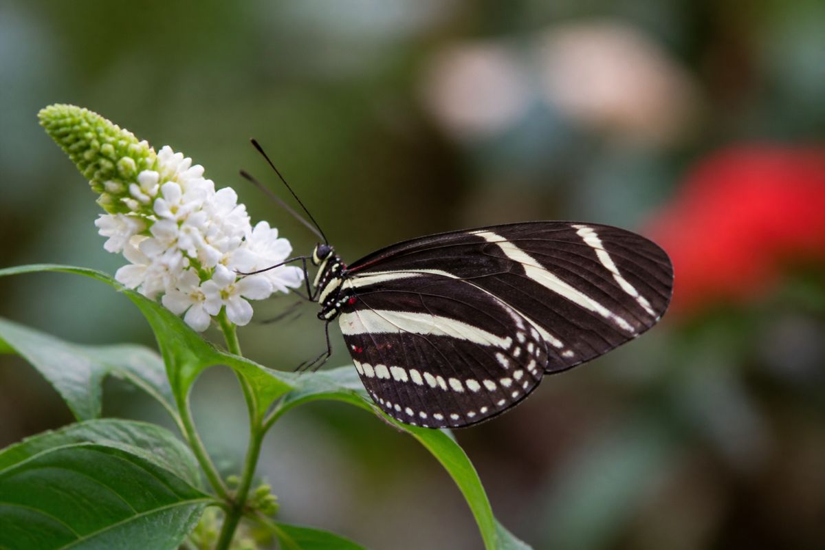 How to Attract Zebra Longwing Butterflies to Your Garden