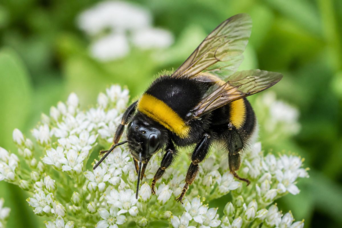How to Restore Degraded Insect Habitats Effectively