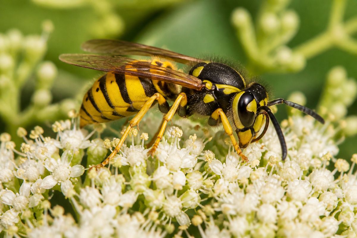 How to Spot Yellowjackets in the Wild: Key Field Marks