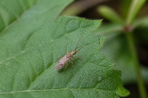 Behavior & Pest Control guides