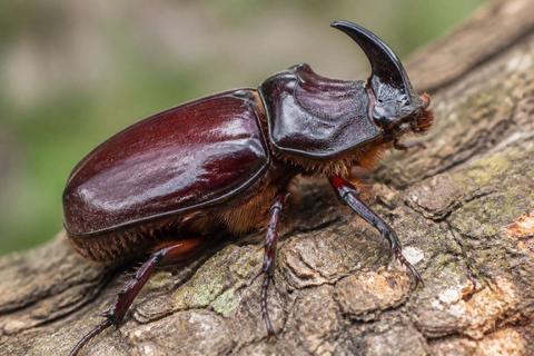 Exploring the Exoskeleton: Protection in Insects