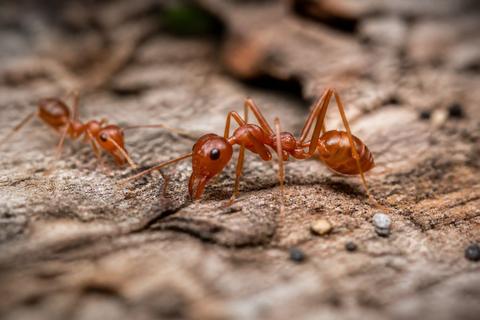 How Ants Are Portrayed in Different Cultural Mythologies