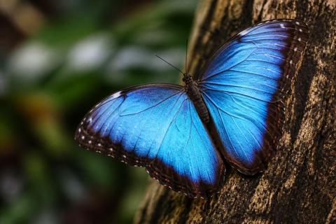 How Do Blue Morpho Butterflies Contribute to the Ecosystem?