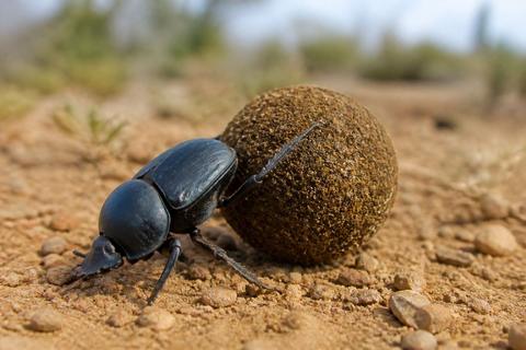 How Do Dung Beetles Contribute to the Ecosystem?