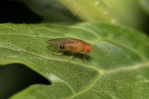 How Do Fruit Flies Contribute to the Ecosystem?
