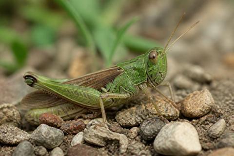 How Do Grasshoppers Contribute to the Ecosystem?