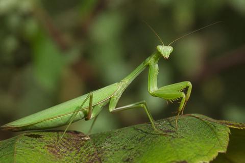 How Do Praying Mantises Contribute to the Ecosystem?