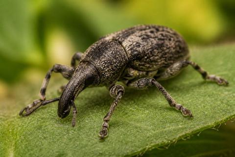 How Genetic Mutations Drive Insect Evolution