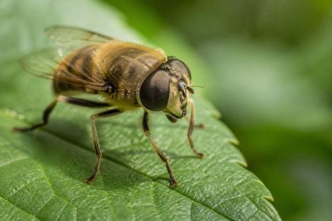 How Insect Eyes Work: Anatomy and Vision