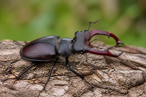 How Seasonal Changes Affect Insect Habitats and Their Biodiversity