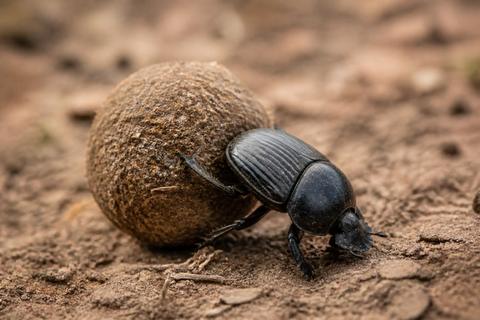 How to Attract Dung Beetles to Your Garden: Tips and Tricks