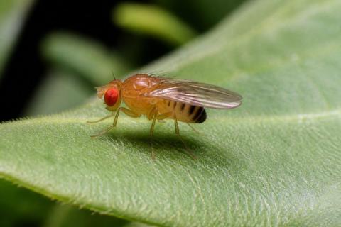 How to Identify Fruit Flies: Identification Tips