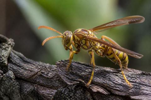 How to Identify Paper Wasps: Identification Tips
