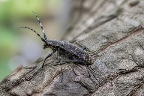 Insect Gods: Khepri, Arachne, and the Cicada's Song
