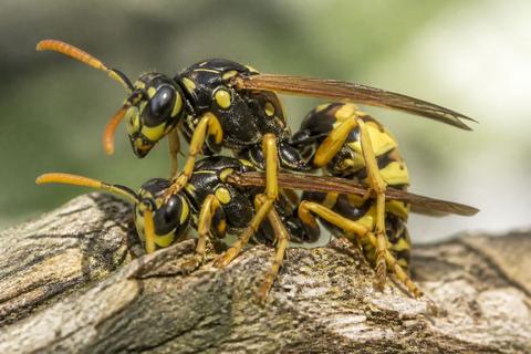 The Fascinating Grooming Behaviors of Social Wasps