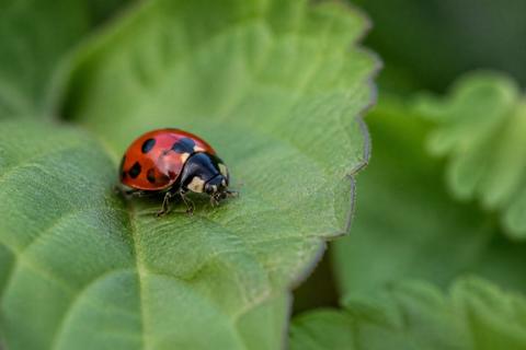 The Impact of Chemical Pesticides on Beneficial Insect Populations