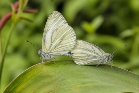 The Reproductive Anatomy of Butterflies