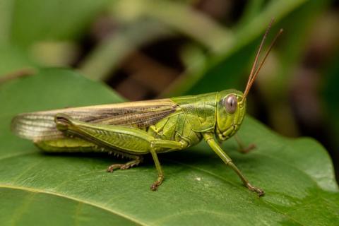 The Role of Hemolymph in Insect Physiology