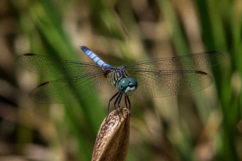 The Symbolism of Dragonflies in Various Traditions