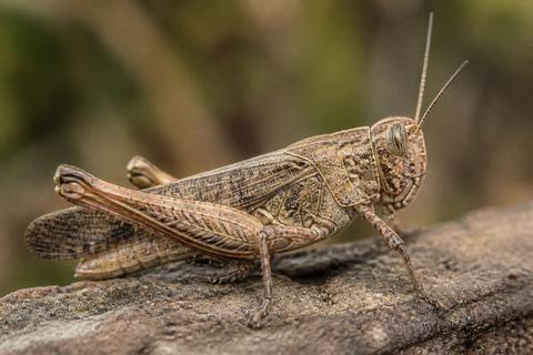 Top 10 Facts About Locusts That You Need to Know