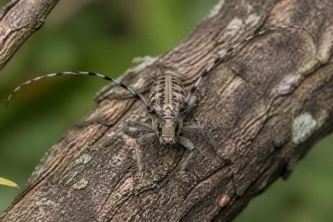 Top 10 Facts About Longhorn Beetles That You Need to Know