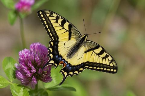 Top 10 Facts About Swallowtail Butterflies That You Need to Know