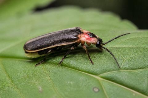 What Are The Benefits of Fireflies to Pest Control