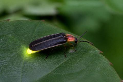What Are the Characteristics of Fireflies? Cold Light, No Heat