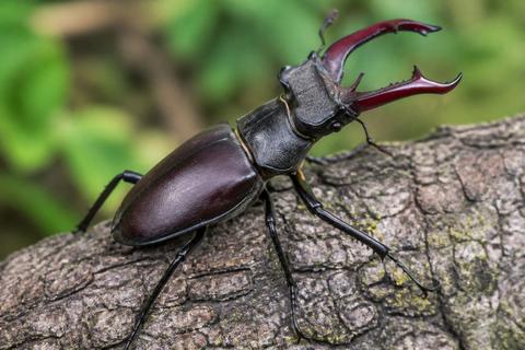 What Are the Characteristics of Stag Beetles? Size, Color, and Behavior