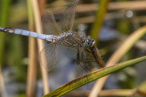 What Do Dragonflies Eat? Diet and Feeding Habits