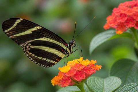 What Do Zebra Longwing Butterflies Eat? Diet and Feeding Habits
