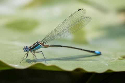 Dragonflies & Damselflies guides