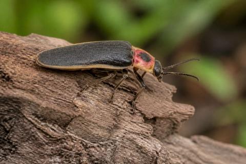 What Is the Life Cycle of Fireflies? Eggs to Glowing Adults
