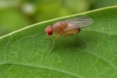 What Is the Life Cycle of Fruit Flies? Stages and Facts