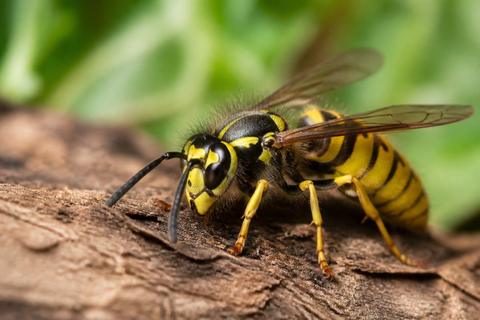 What Is the Life Cycle of Yellowjackets? Stages and Facts