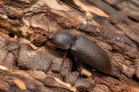 Where Do Click Beetles Live? Habitat and Distribution Guide