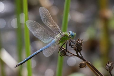 Where Do Dragonflies Live? Habitat and Distribution Guide
