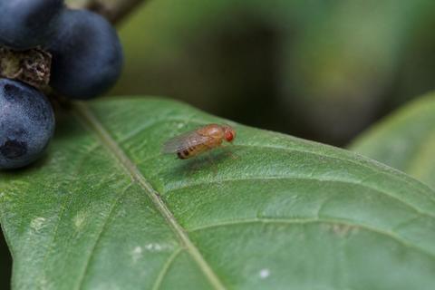 Where Do Fruit Flies Live? Habitat and Distribution Guide