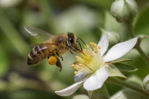 Where Do Honey Bees Live? Habitat and Distribution Guide