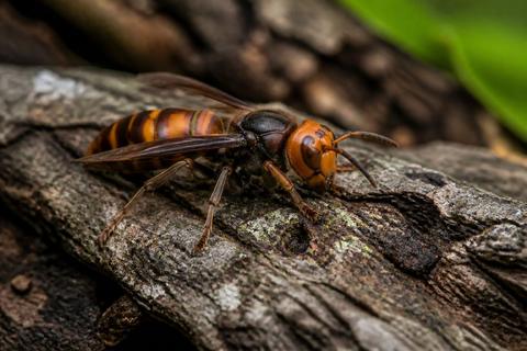 Bees & Wasps guides