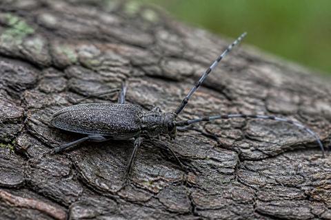 Beetles guides